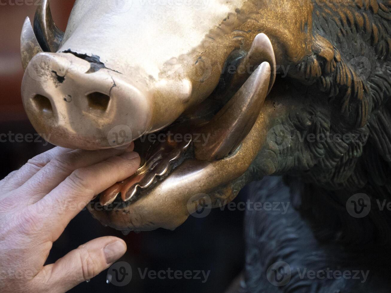 Detail of Hand touching good luck copper pig statue in Florence rite of fortune you have to rub a coin on the nose of wild boar and then drop it into the manhole cover of the porcellino fountain photo