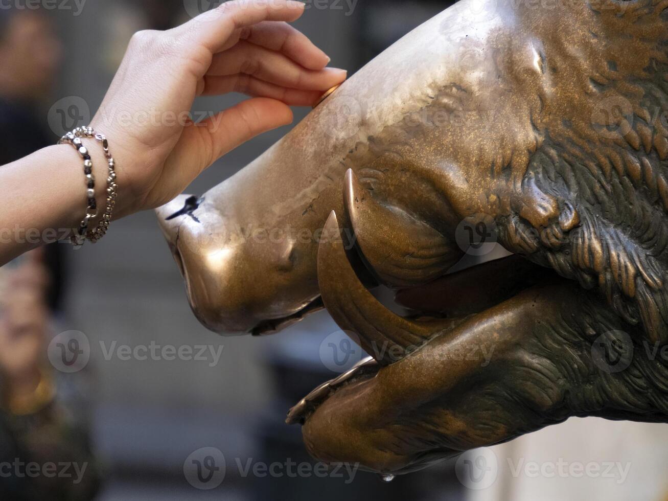 Detail of Hand touching good luck copper pig statue in Florence rite of fortune you have to rub a coin on the nose of wild boar and then drop it into the manhole cover of the porcellino fountain photo