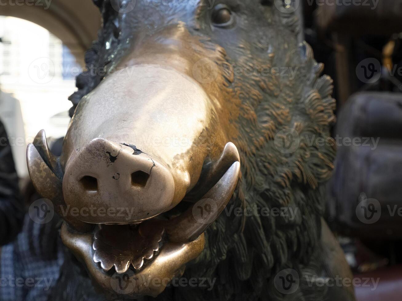 Detail of Hand touching good luck copper pig statue in Florence rite of fortune you have to rub a coin on the nose of wild boar and then drop it into the manhole cover of the porcellino fountain photo