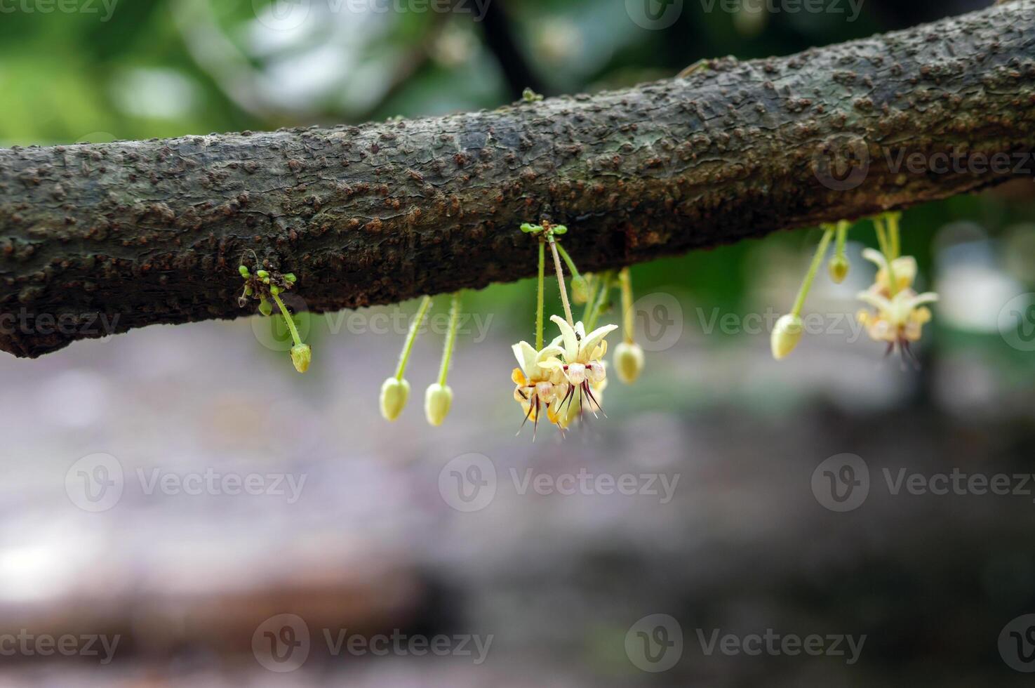 Cocoa flowers Theobroma cacao on growing tree trunk,Cacao flowers and fruits on cocoa tree  for the manufacture of chocolate photo