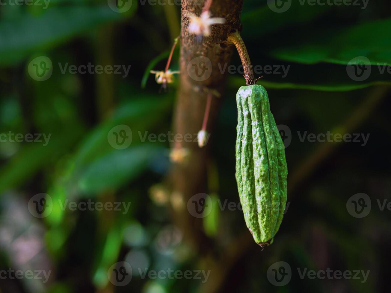 Green small Cocoa pods branch with young fruit and blooming cocoa flowers grow on trees. The cocoa tree Theobroma cacao  with fruits, Raw cacao tree plant fruit plantation photo