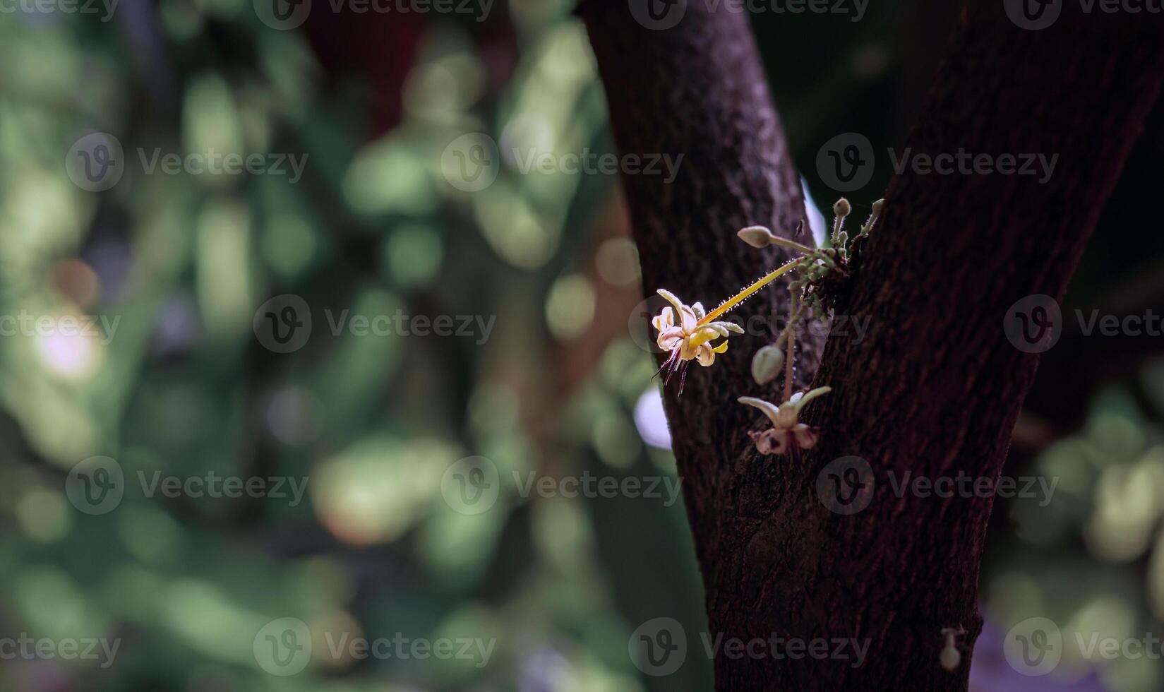 Cocoa flowers Theobroma cacao on growing tree trunk,Cacao flowers and fruits on cocoa tree  for the manufacture of chocolate photo