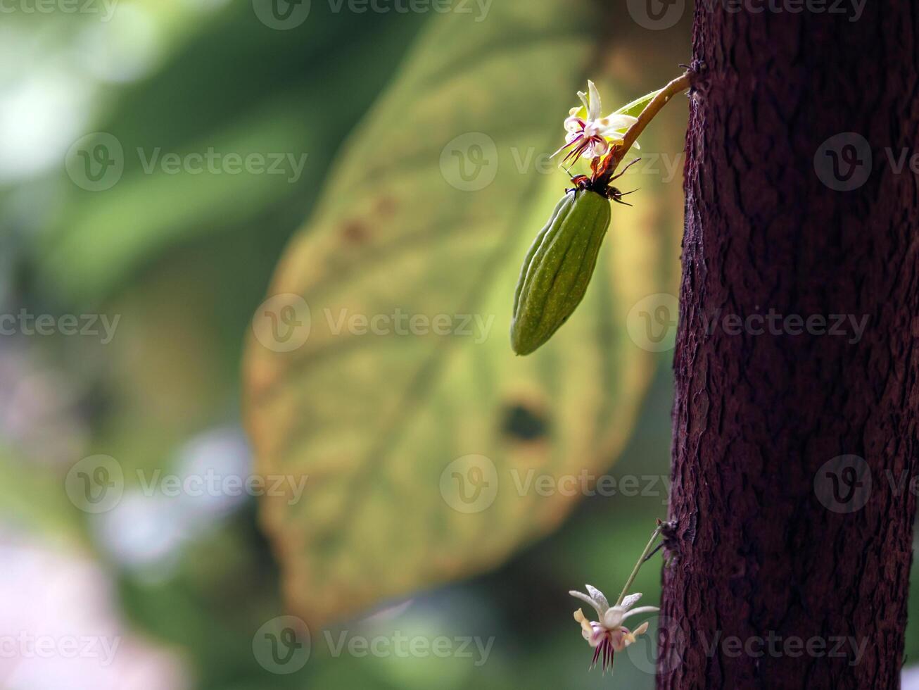 Green small Cocoa pods branch with young fruit and blooming cocoa flowers grow on trees. The cocoa tree  Theobroma cacao  with fruits, Raw cacao tree plant fruit plantation photo