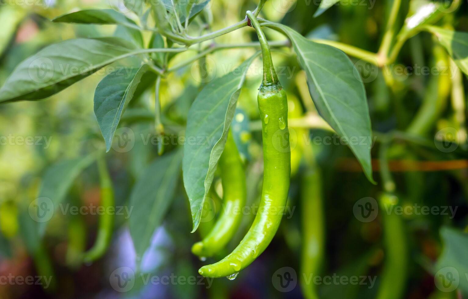 Green chilli in the garden, organic green chilli growing on chilli tree photo