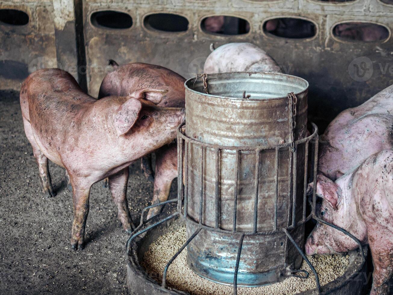 Dirty pigs on the farm are eating food.pigs eating swine hog feed in a farm photo