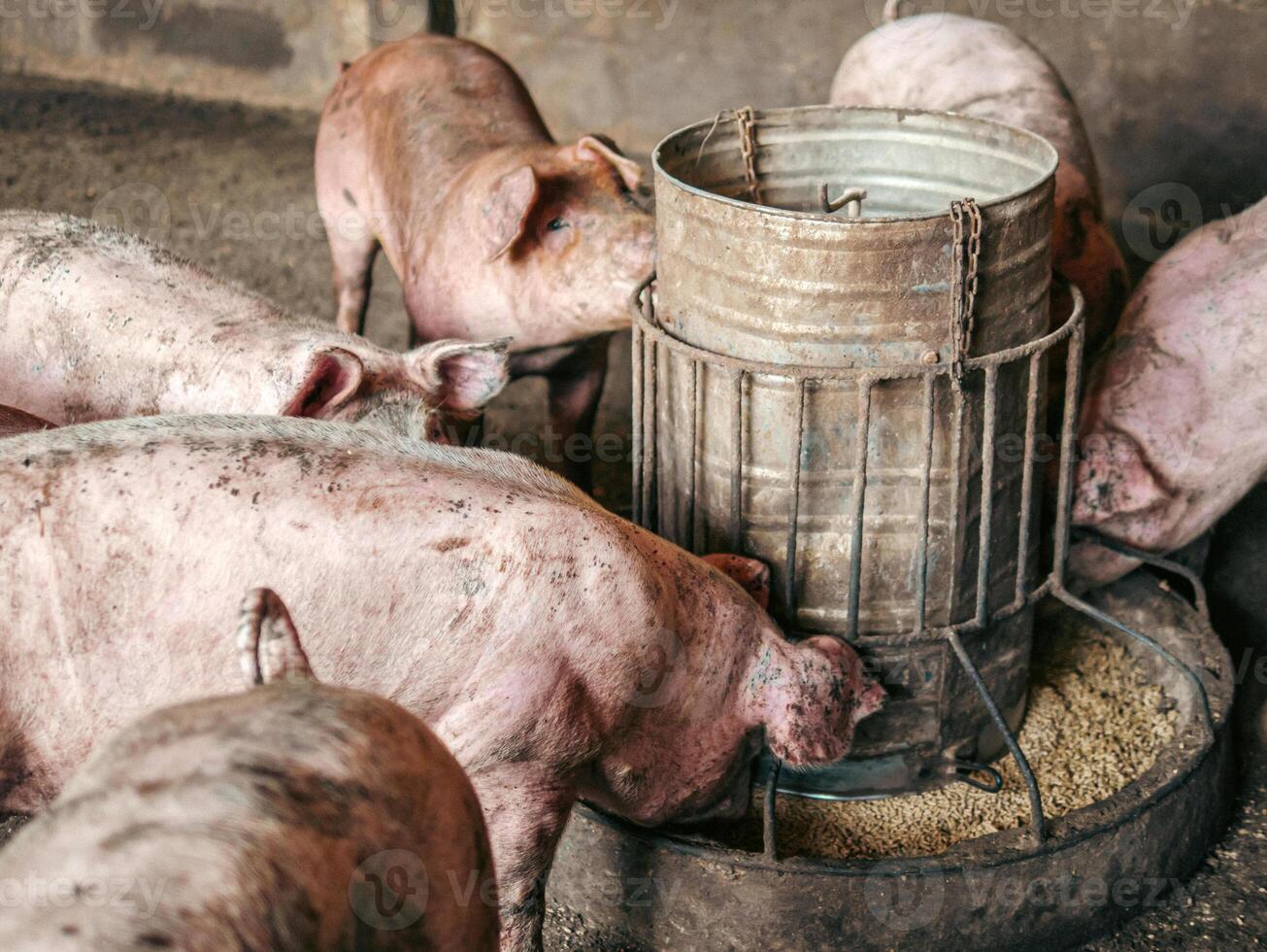 Dirty pigs on the farm are eating food.pigs eating swine hog feed in a farm photo