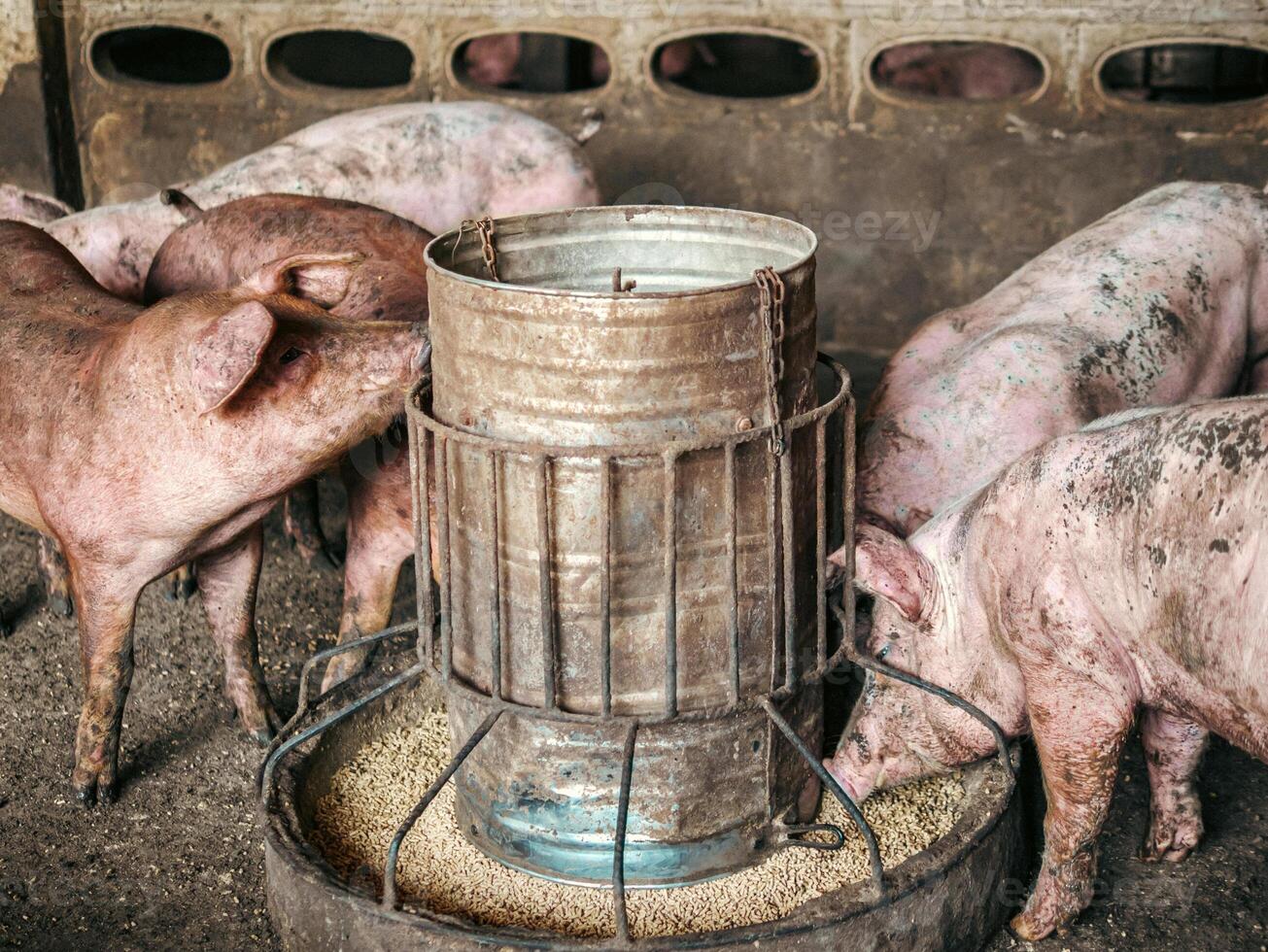 Dirty pigs on the farm are eating food.pigs eating swine hog feed in a farm photo