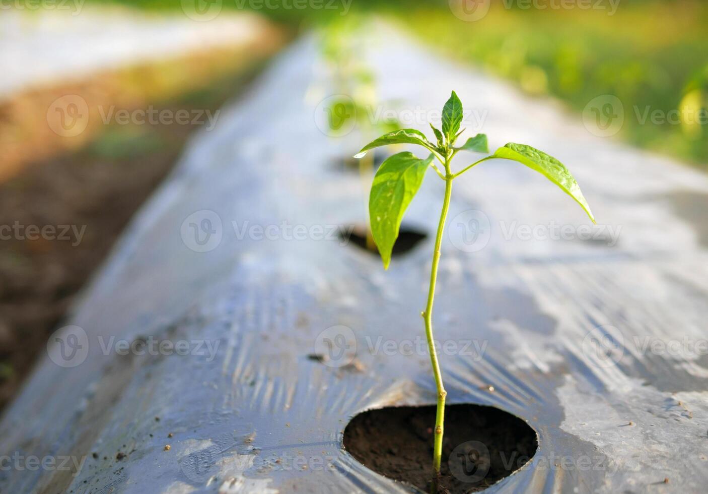 orgánico chile plantas creciente en filas en un vegetal parche.chili plántulas creciente en el campo foto