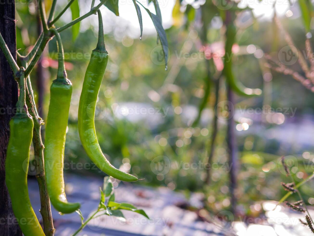 Green chilli in the garden, organic green chilli growing on chilli tree photo