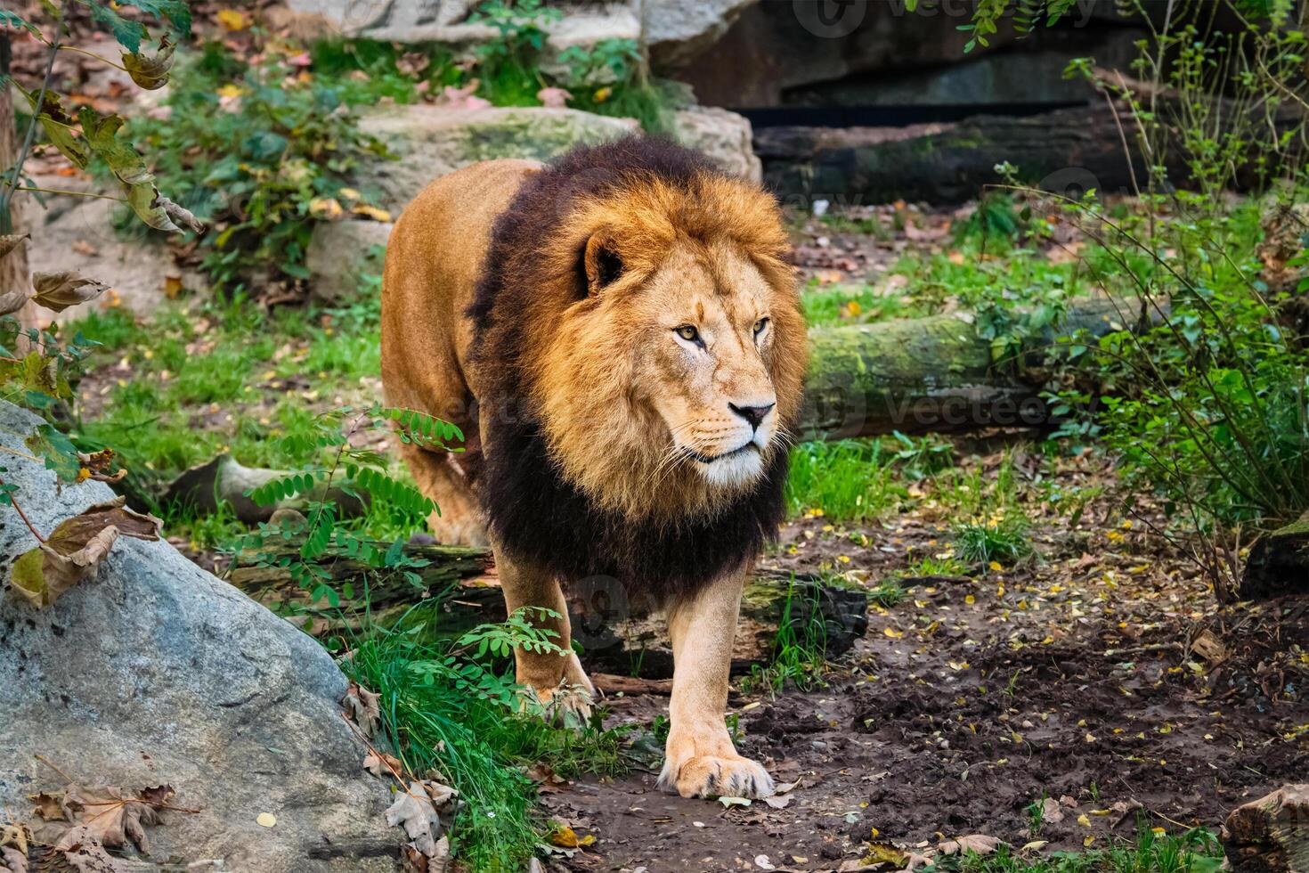 African Lion Panthera Leo in jungle forest photo