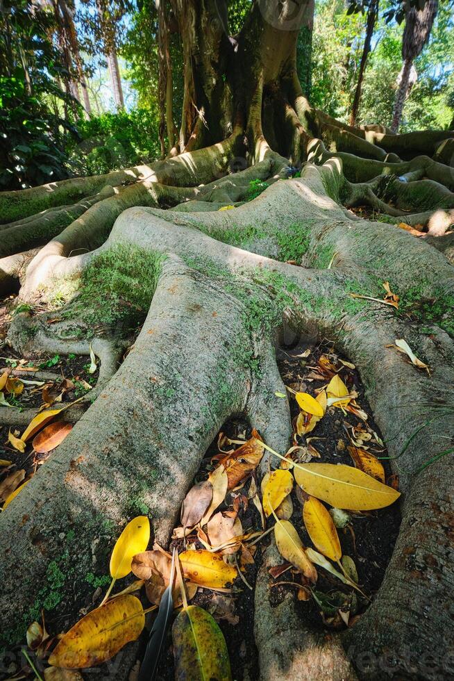 Ficus macrophylla trunk and roots close up photo