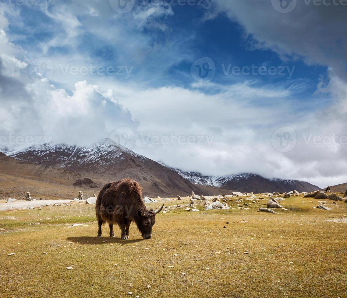 yak pasto en Himalaya foto