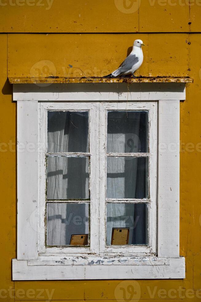 Seagull bird close up photo