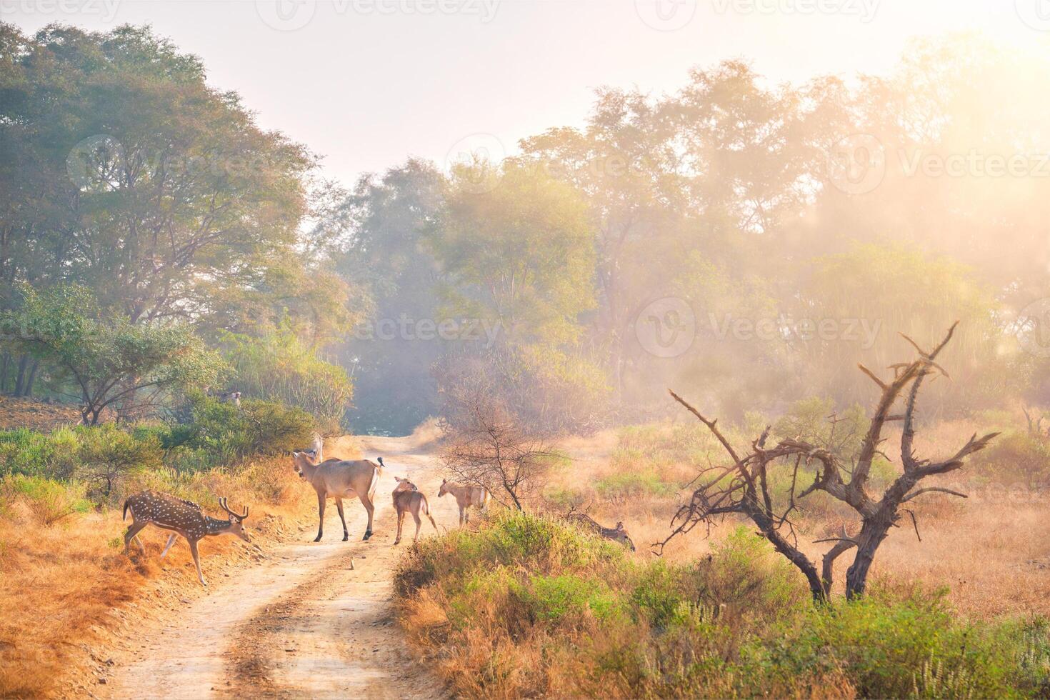 Families of blue bull nilgai and spotted deers in Ranthambore National park. Rajasthan, India. photo