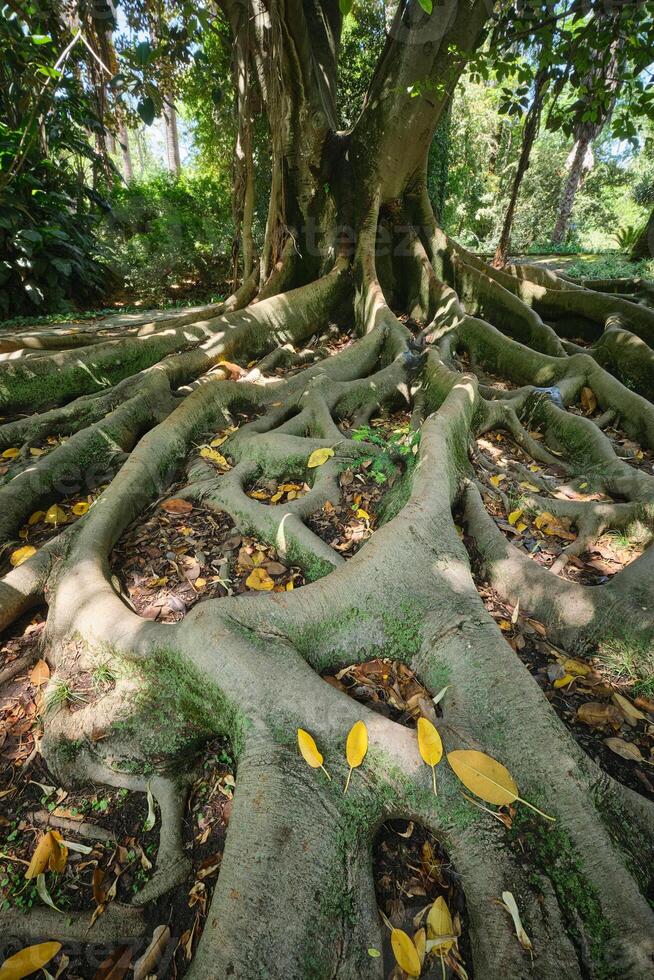 Ficus macrophylla trunk and roots close up photo