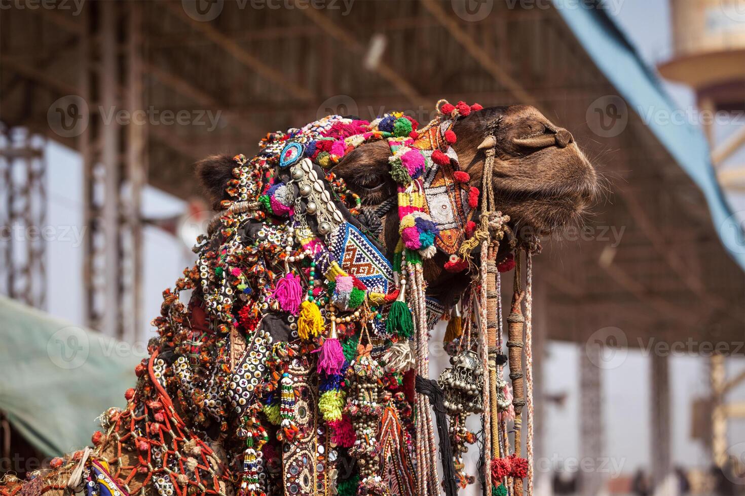 Camel at Pushkar Mela  Pushkar Camel Fair , India photo