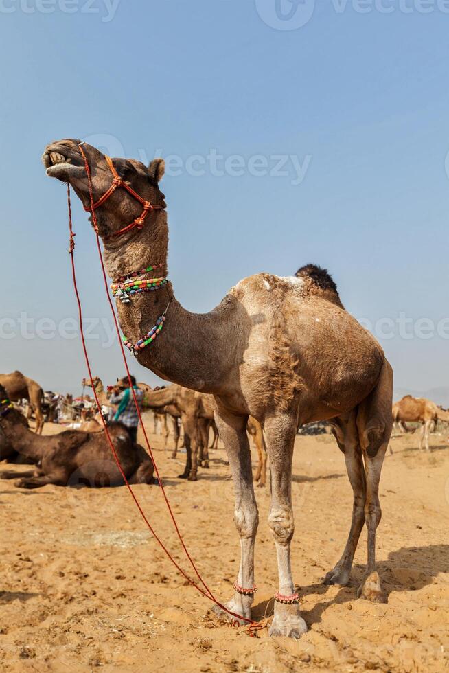Camels at Pushkar Mela  Pushkar Camel Fair , India photo
