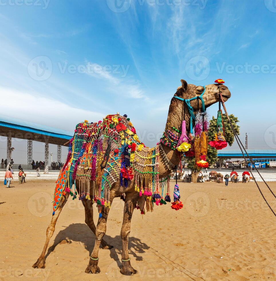 Camel at Pushkar Mela  Pushkar Camel Fair , India photo