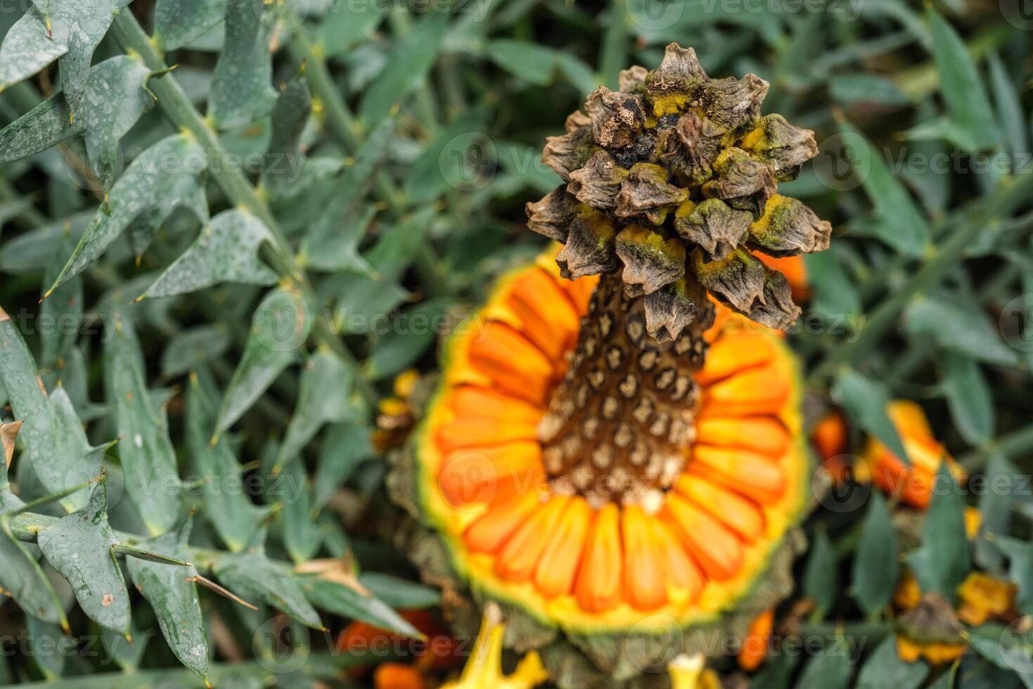 Encephalartos horridus aka Eastern Cape blue cycad cone photo