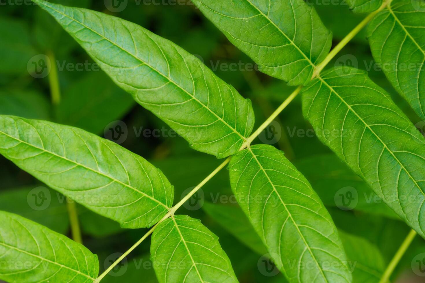 China-sumac Ailanthus altissima tree branch photo