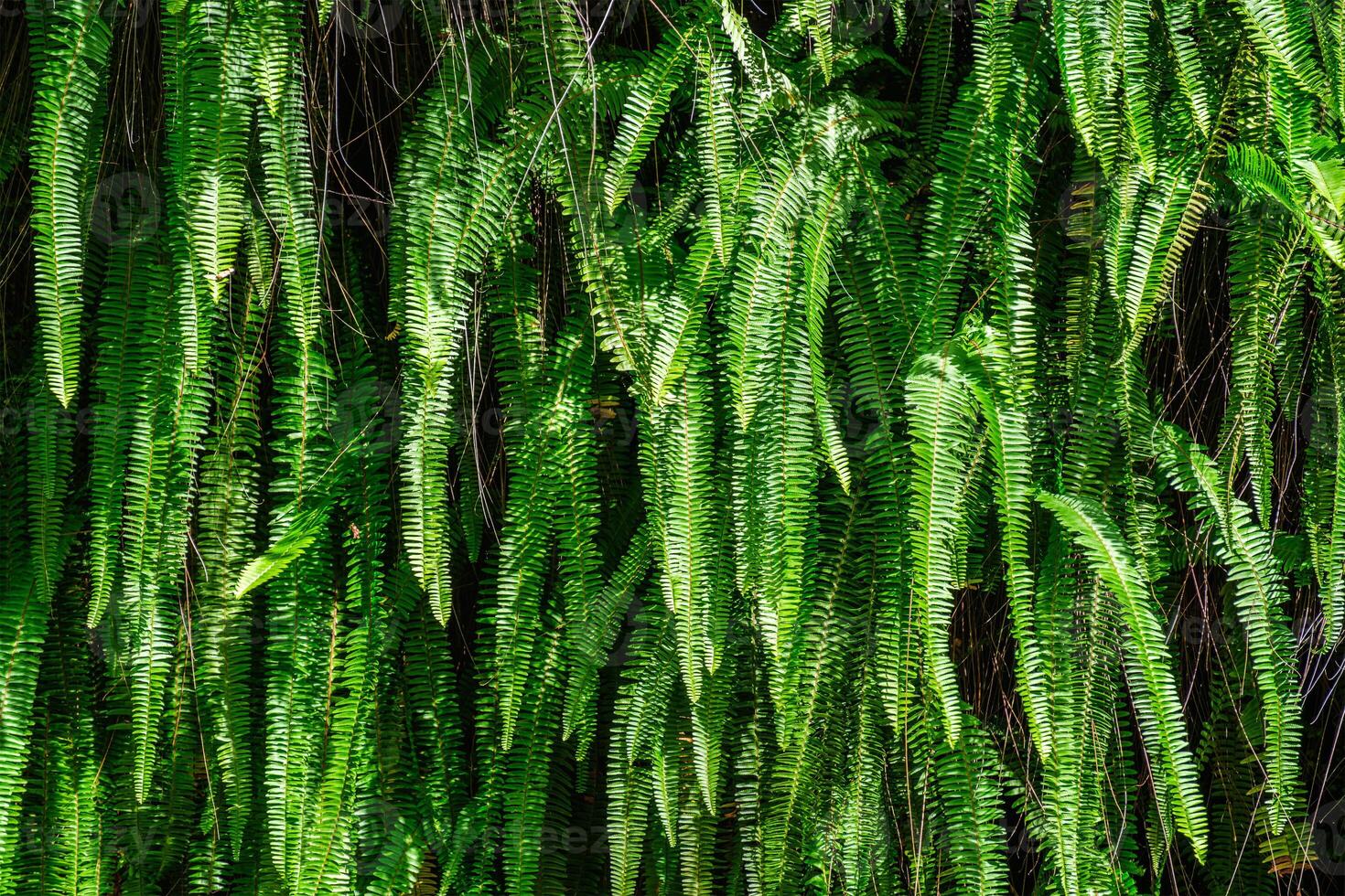 Ladder fern aka fishbone fern, tuberous sword fern, tuber ladder fern, erect sword fern photo