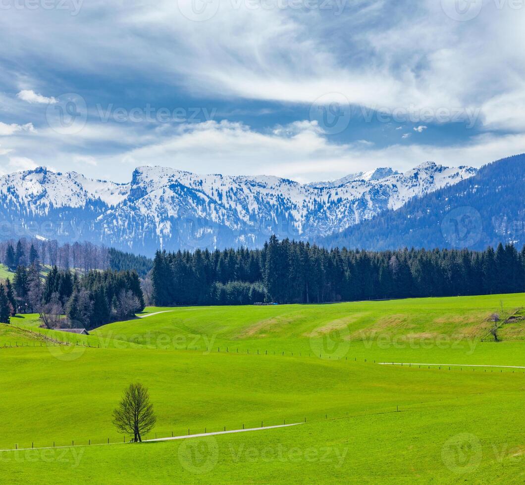 German idyllic pastoral countryside in spring with Alps in backg photo