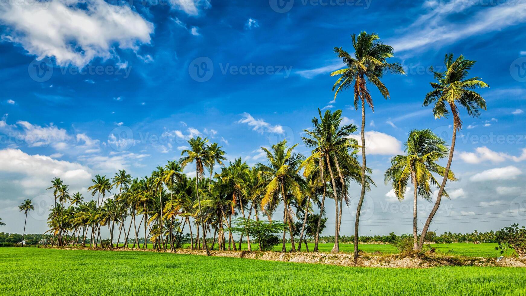 arroz de cerca, india foto