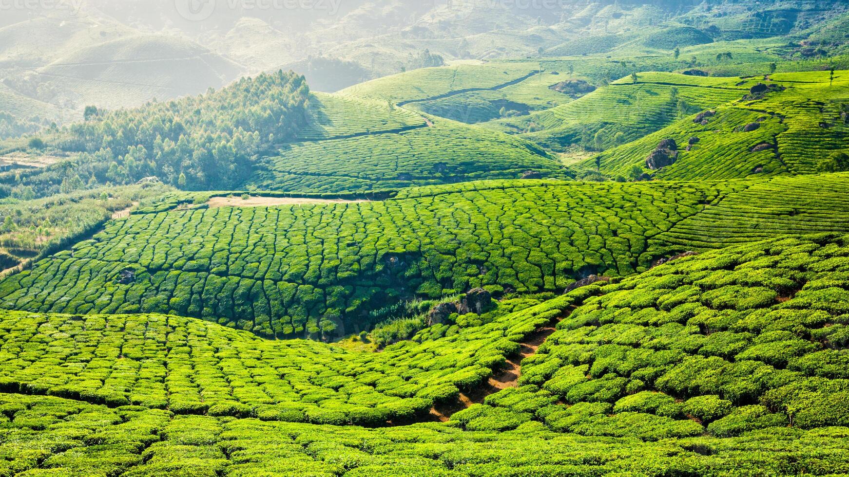 Plantaciones de té verde en Munnar, Kerala, India foto