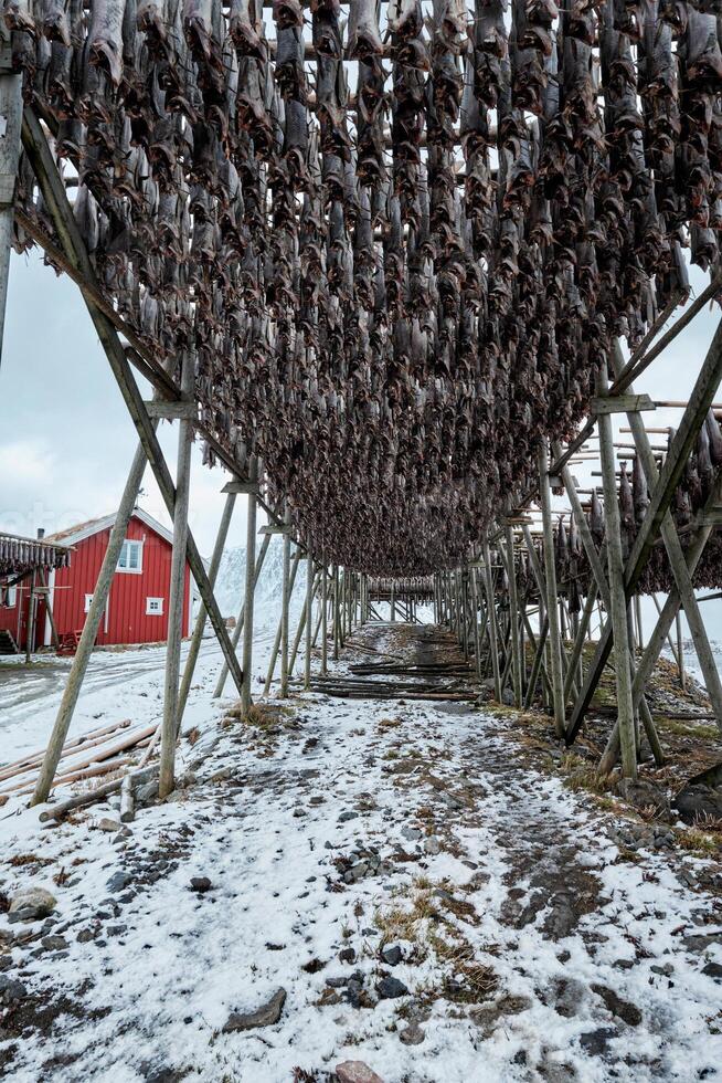 Drying flakes for stockfish cod fish in winter. Lofoten islands, photo