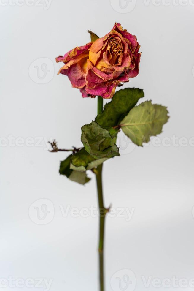 Elegant dried red rose on clean white background, space for text, romantic floral concept photo