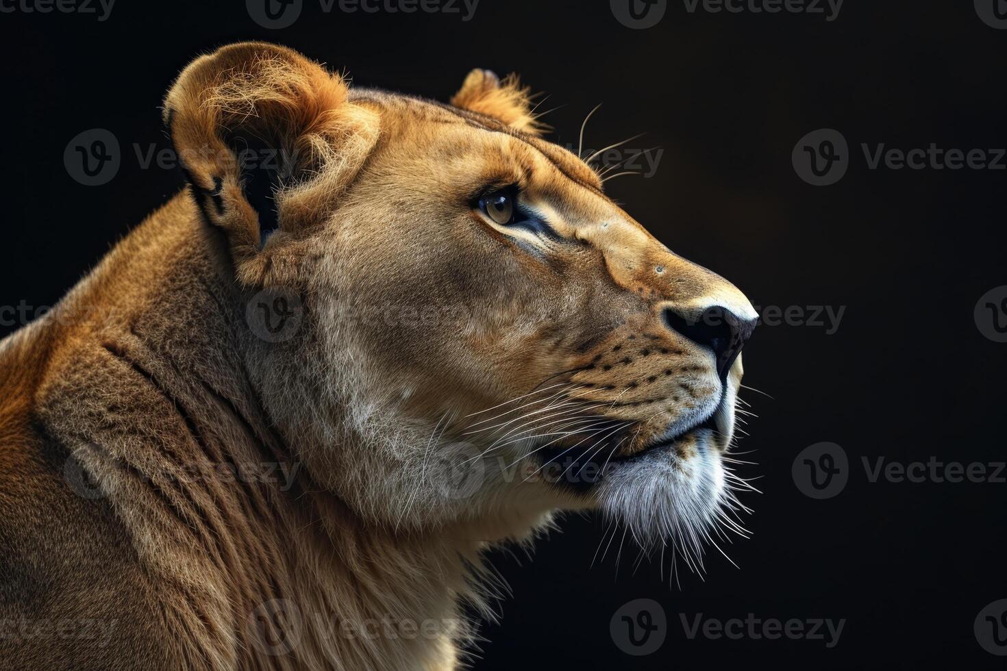 AI generated Portrait of a lioness in profile on a black background photo