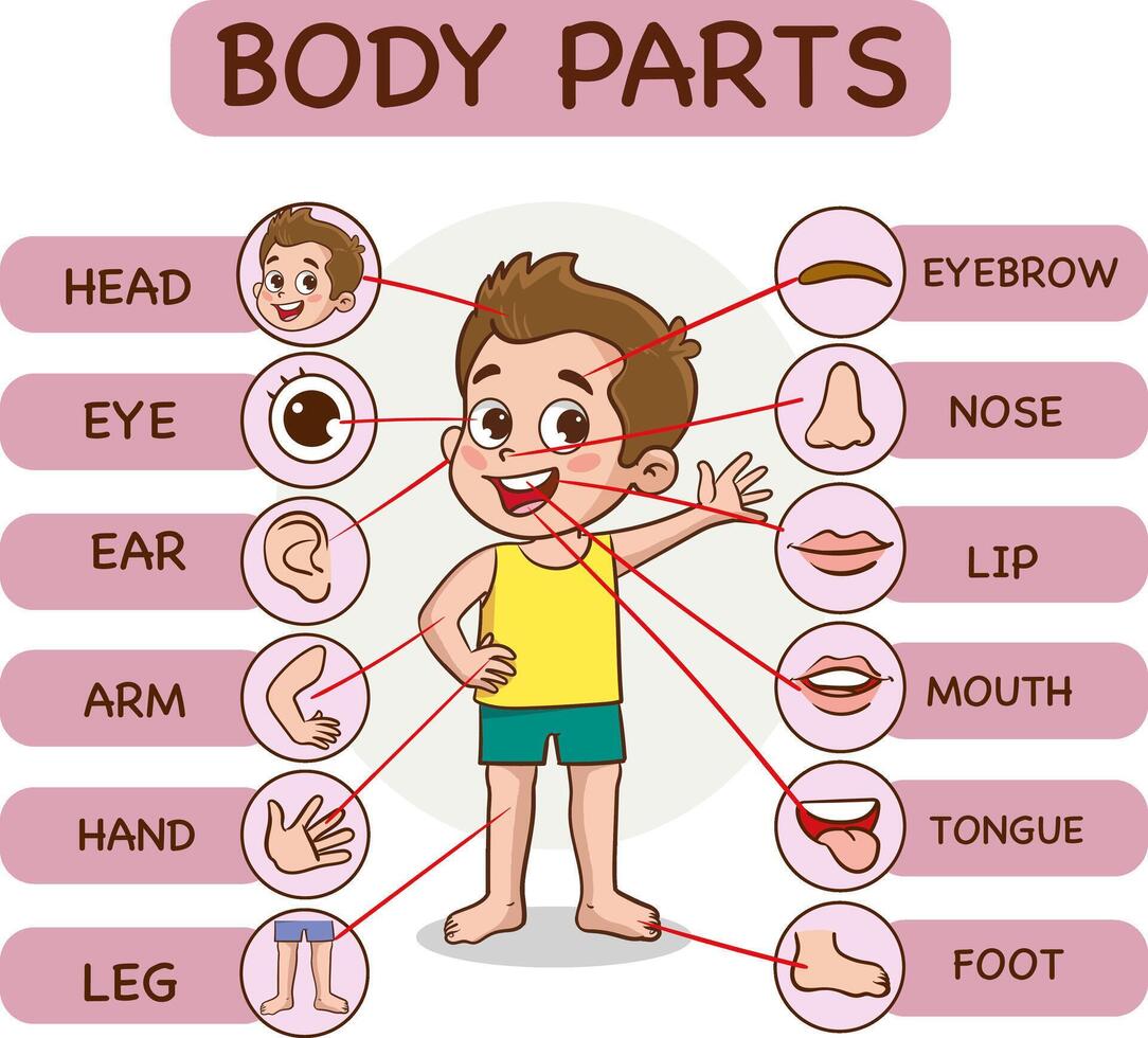 Body parts infographic with cartoon boy and various body parts vector illustration.