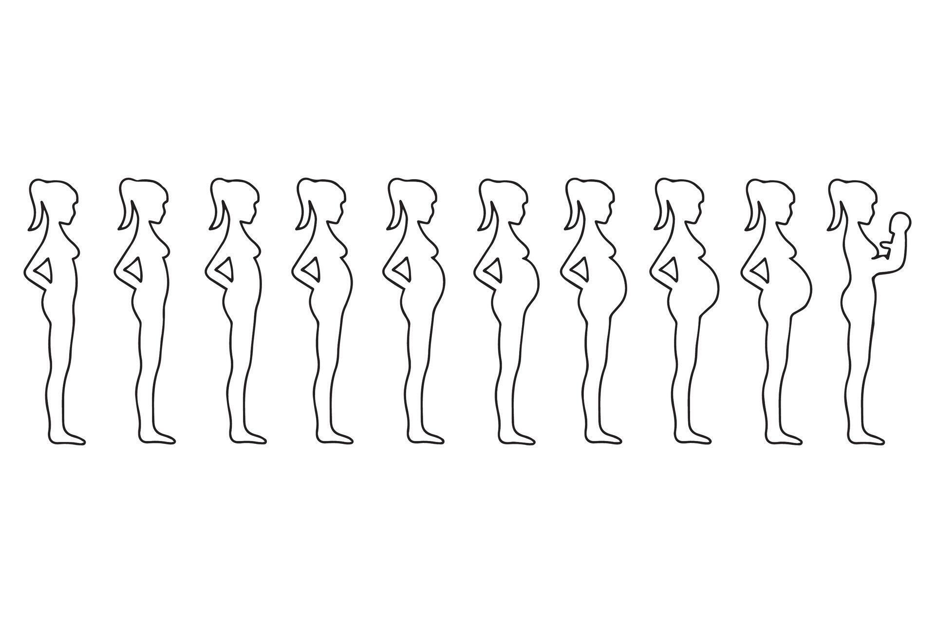 Stage pregnancy. Stage trimester pregnant woman, infographic growth