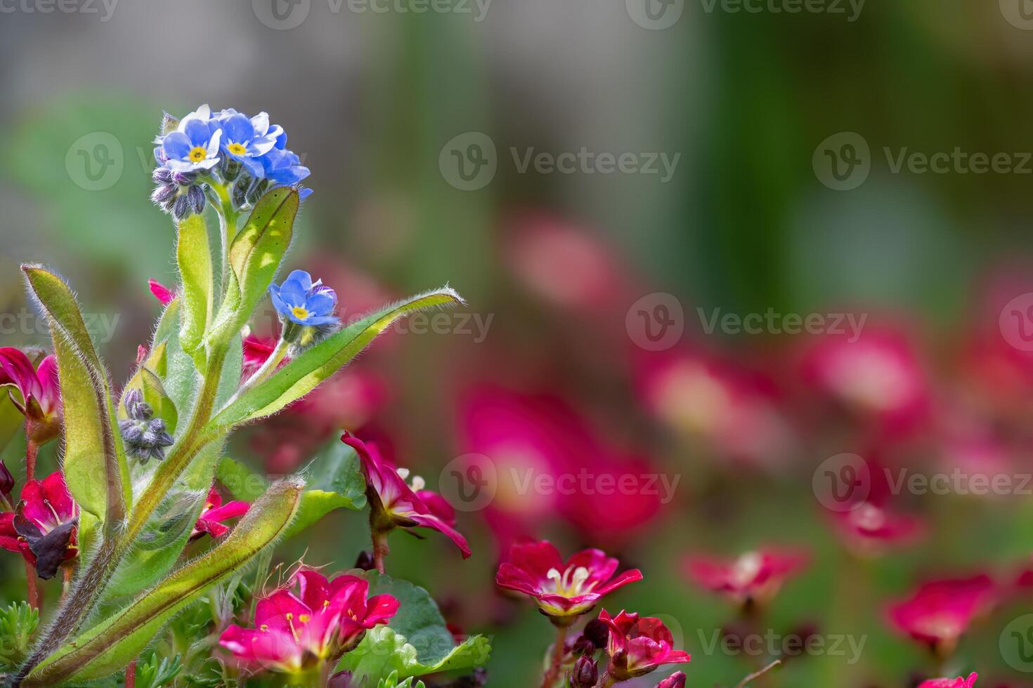 Closeup of forget-me-not flowers in a garden. photo