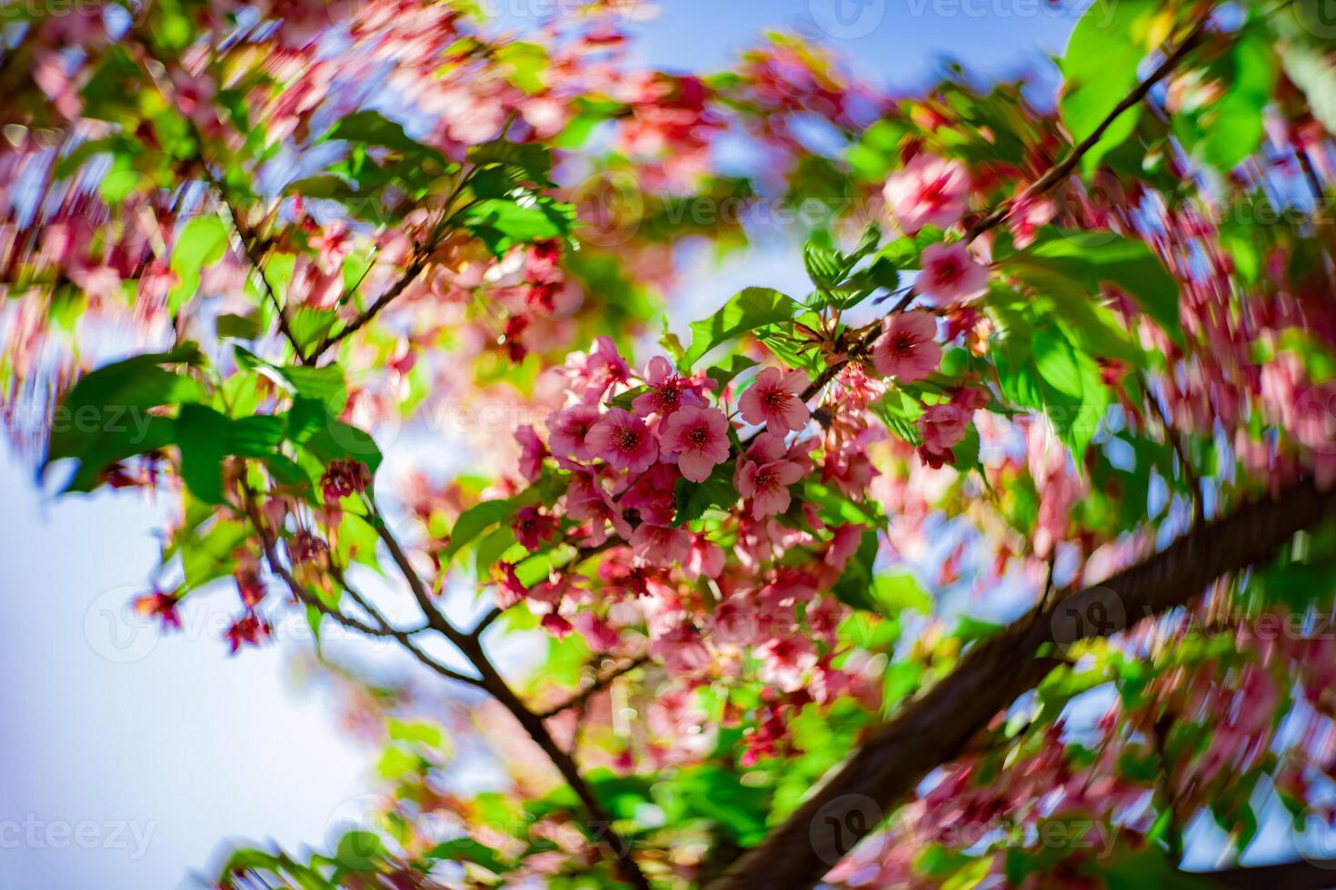 kawazu Cereza flores swirly difuminar en primavera temporada cerca arriba foto