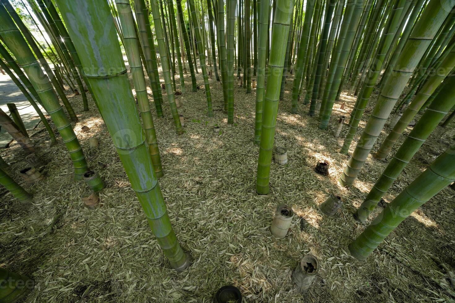 A green bamboo forest in spring sunny day looking down photo