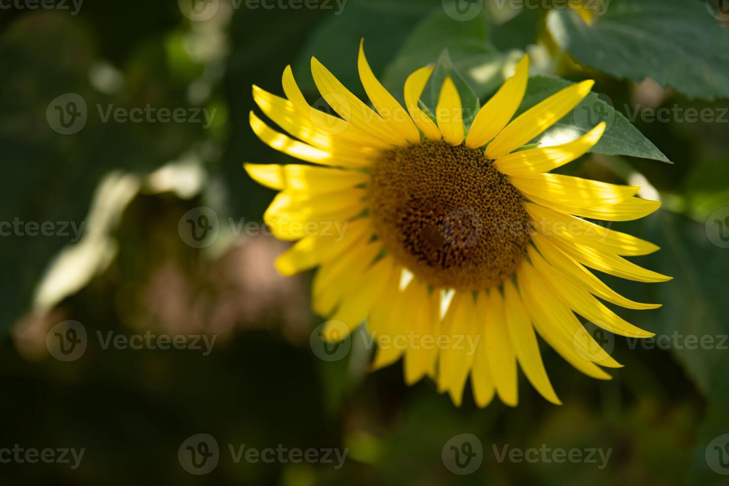 Sunflowers at the farm sunny day close up photo