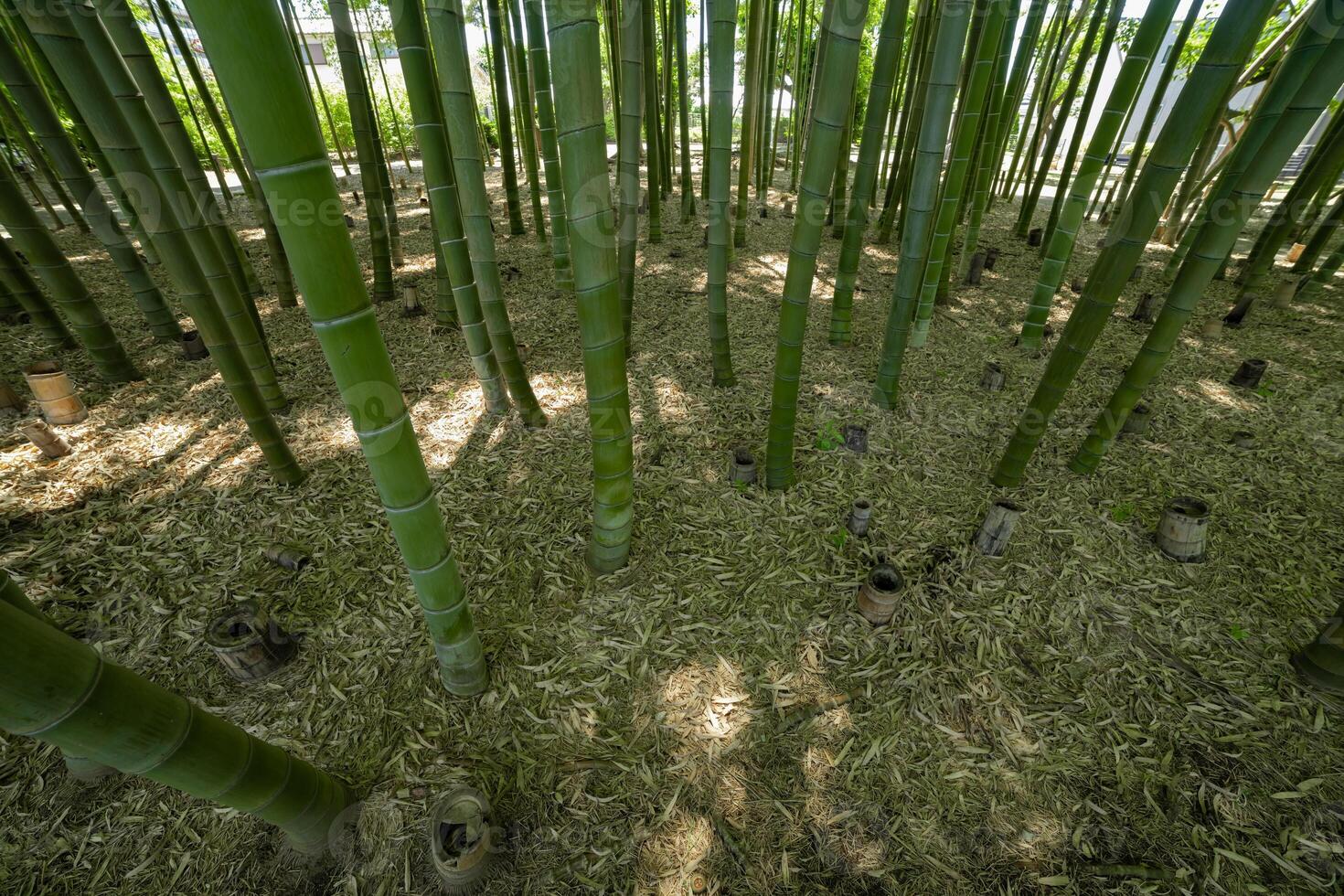 A green bamboo forest in spring sunny day looking down photo