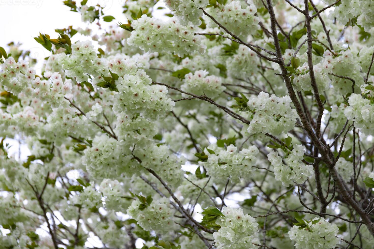 ukón Cereza flores balanceo en el viento nublado día telefotográfico Disparo foto