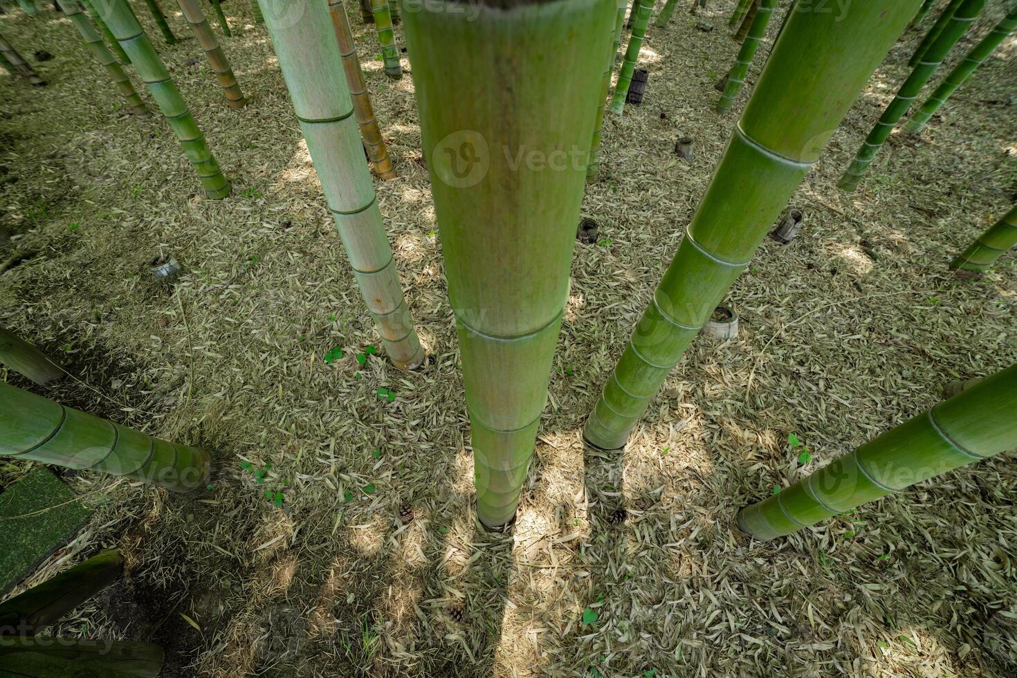 A green bamboo forest in spring sunny day looking down photo