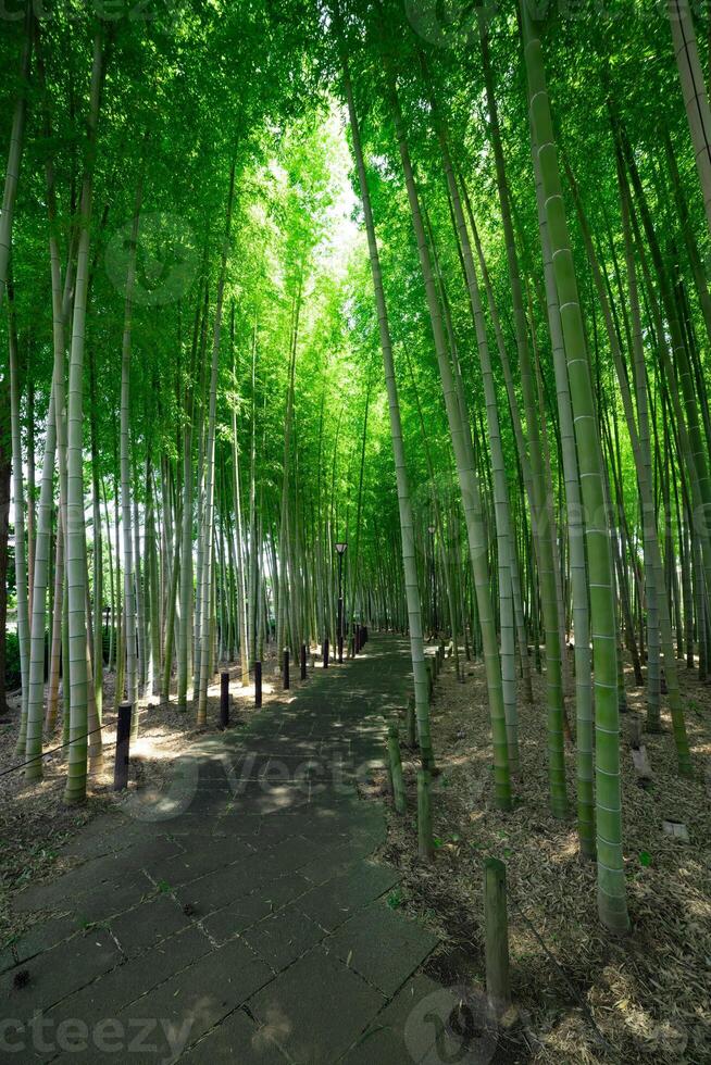 A green bamboo forest in spring sunny day wide shot photo