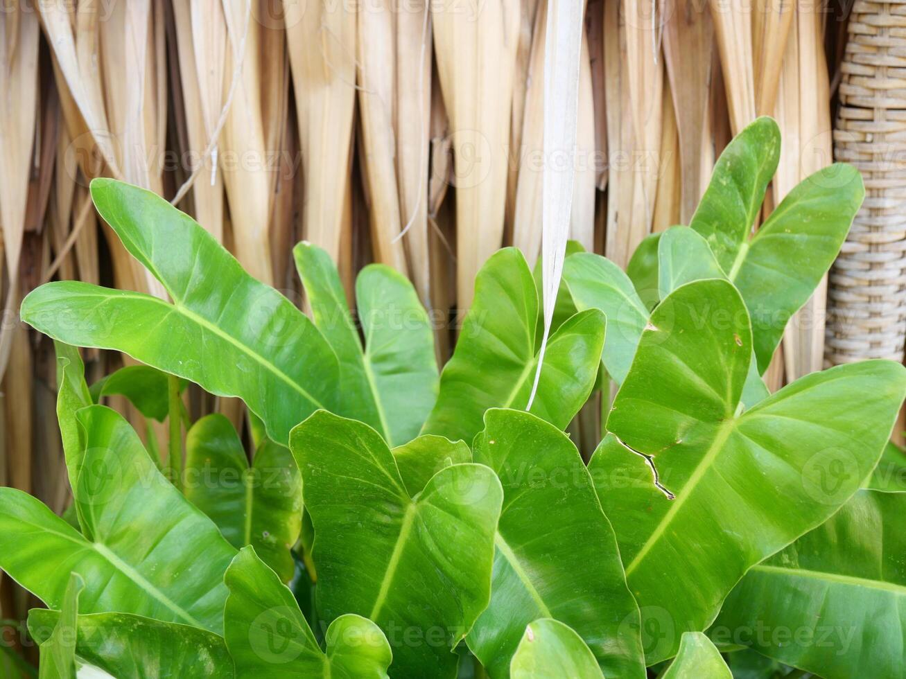 Nipa Palm's leaves are brown and dry. Stacked on the wall decorated with green leaves Can be used as a background image photo
