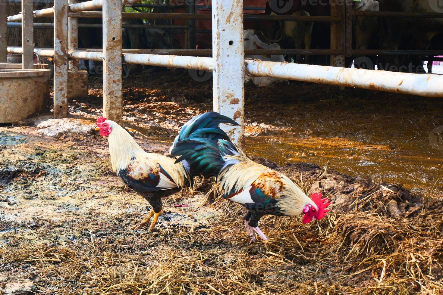 Chicken with red beak and crest And it has a beautiful long green tail Standing near an animal pen that was wet with dirt photo