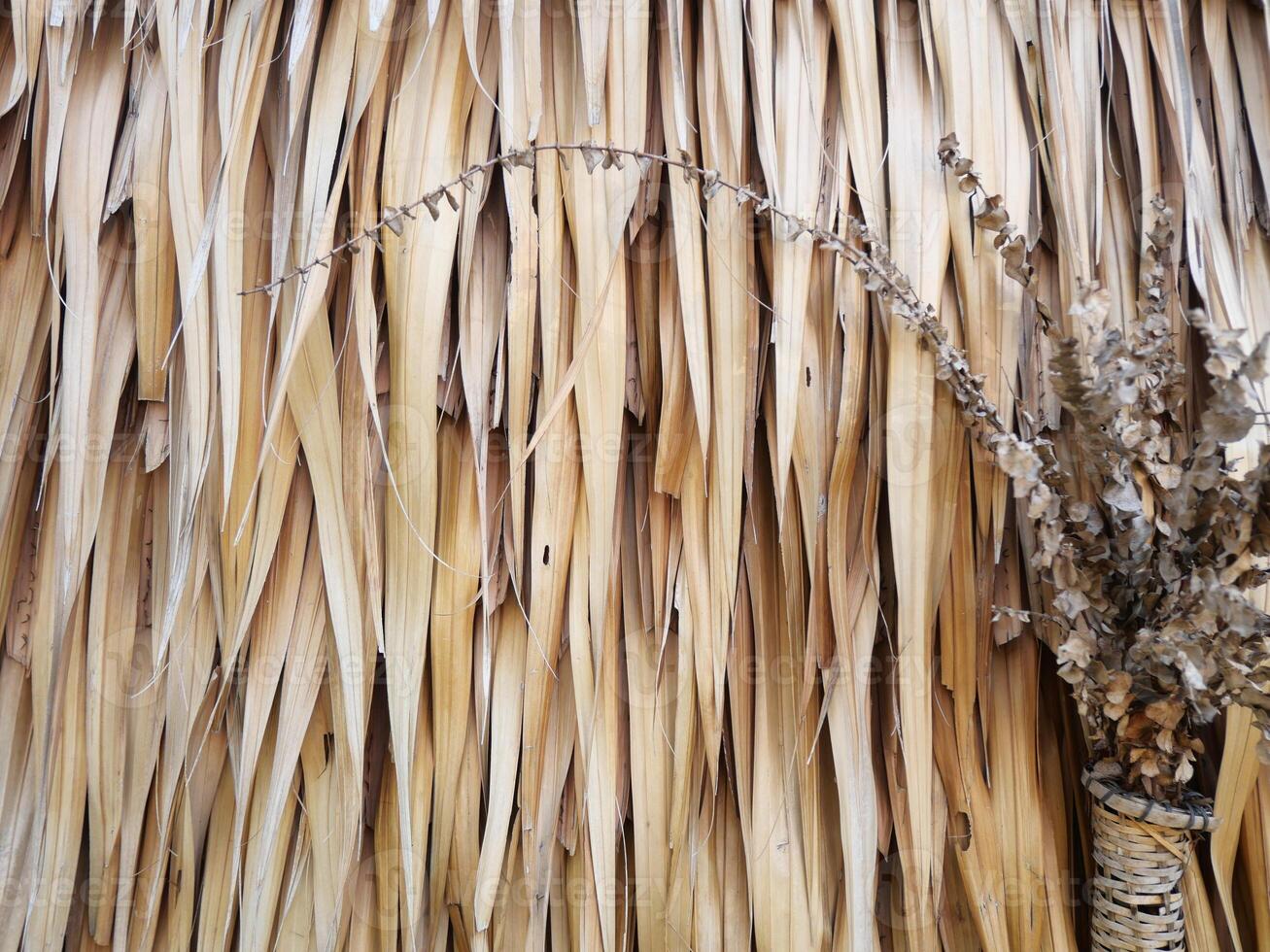 Nipa Palm's leaves are brown and dry. Stacked on the wall Can be used as a background image photo