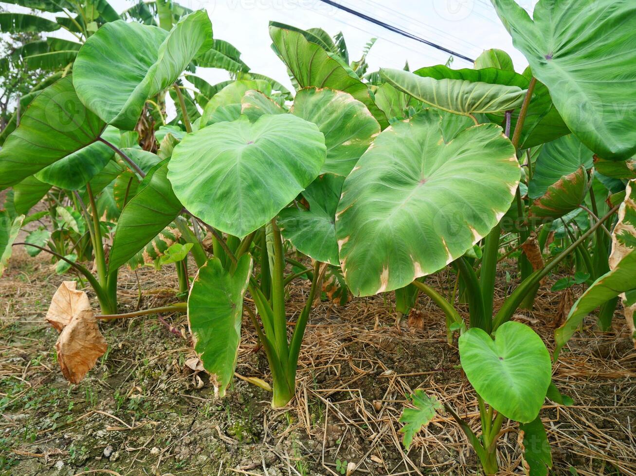 A taro farm in Thailand, green leaves can be seen growing on the ground while the taro tubers are underground photo