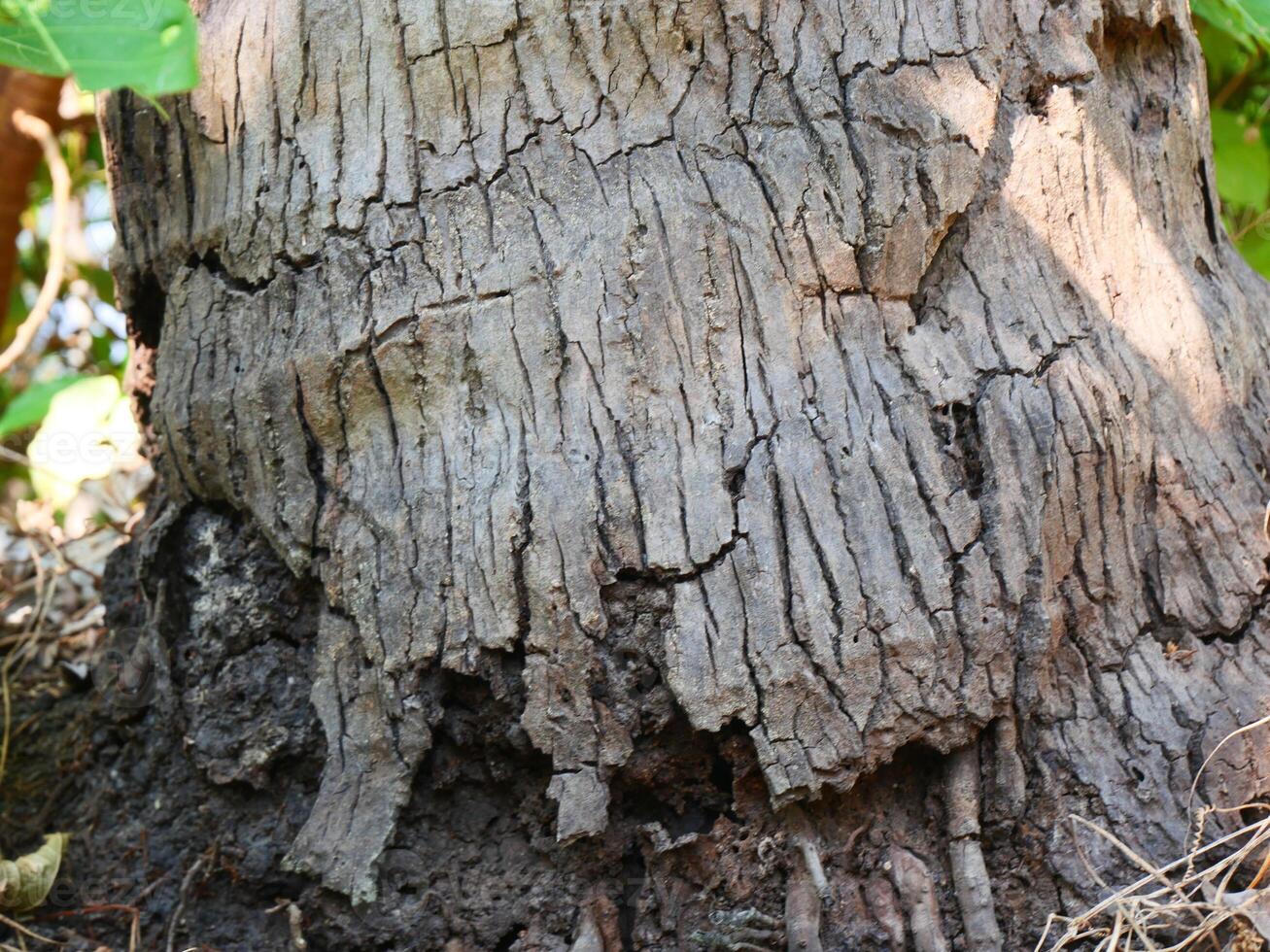 old coconut trunk It has a hard, cracked and rough shell, slightly visible roots photo