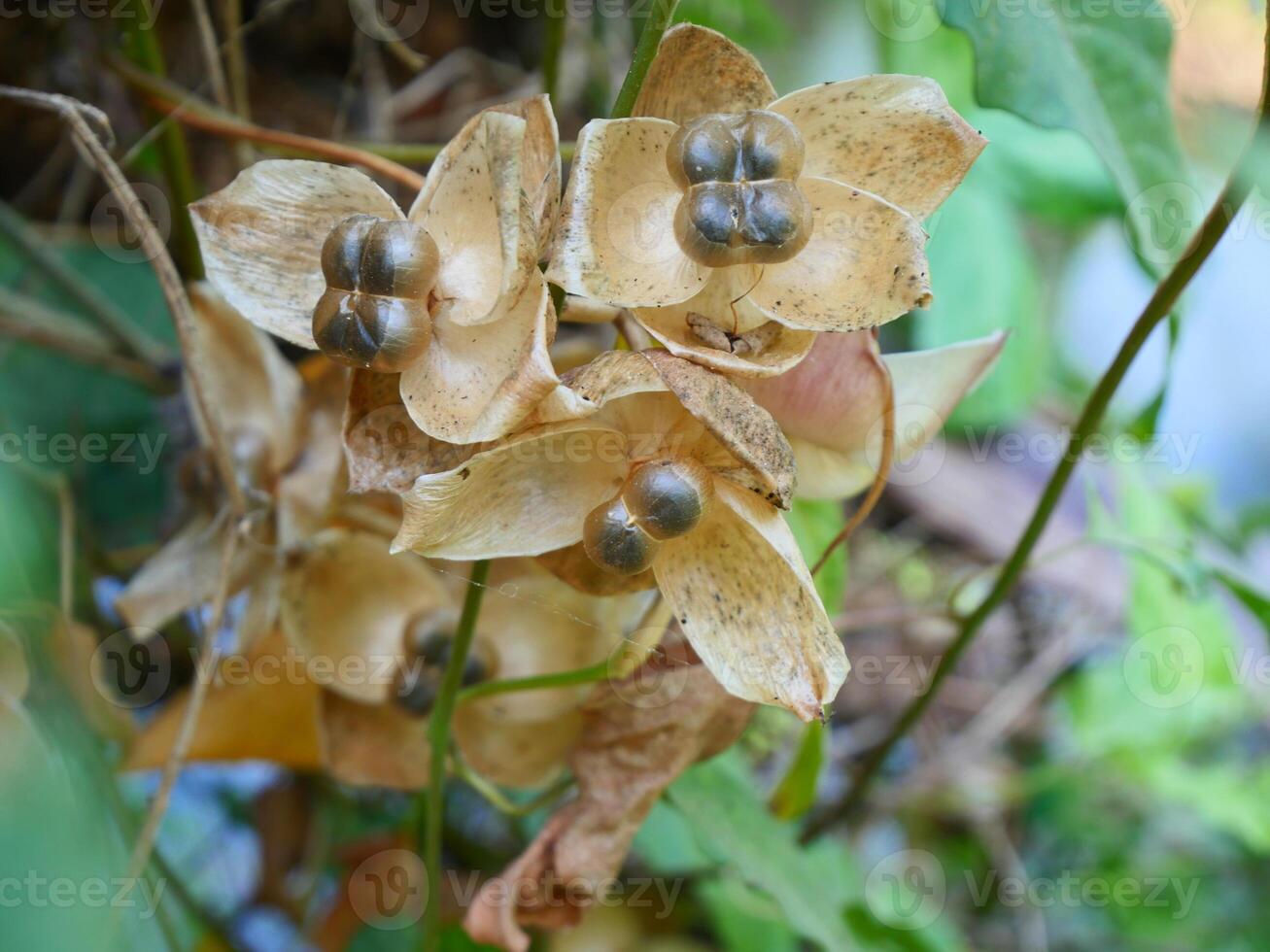 Brown flowers and seeds of a vine in the jungle of Thailand photo