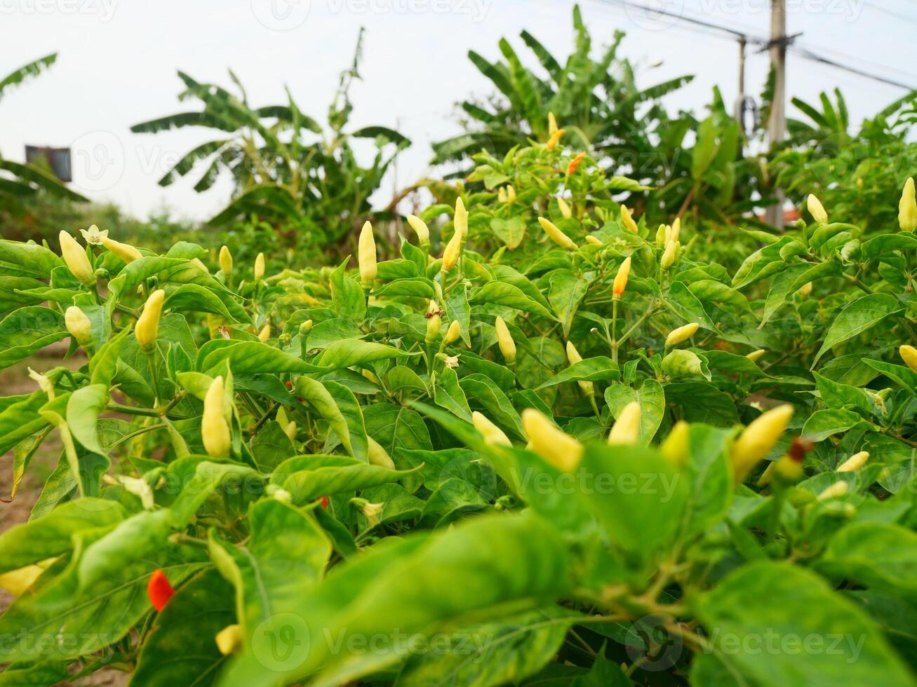 Fresh chili plants in a farmer's vegetable garden in Thailand photo