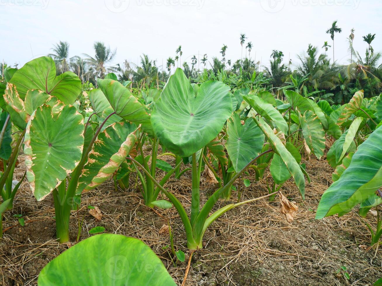 A taro farm in Thailand, green leaves can be seen growing on the ground while the taro tubers are underground photo