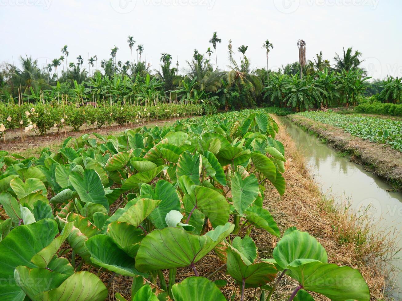 A taro farm in Thailand, green leaves can be seen growing on the ground while the taro tubers are underground photo